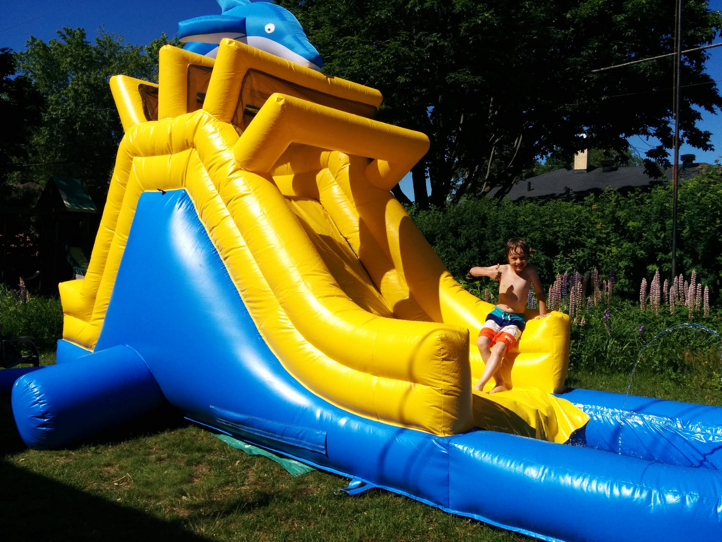 Petit Dauphin (à vendre, usagé)