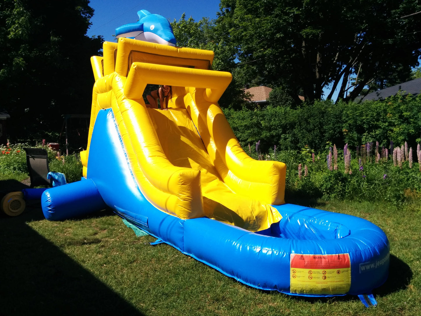 Petit Dauphin (à vendre, usagé)