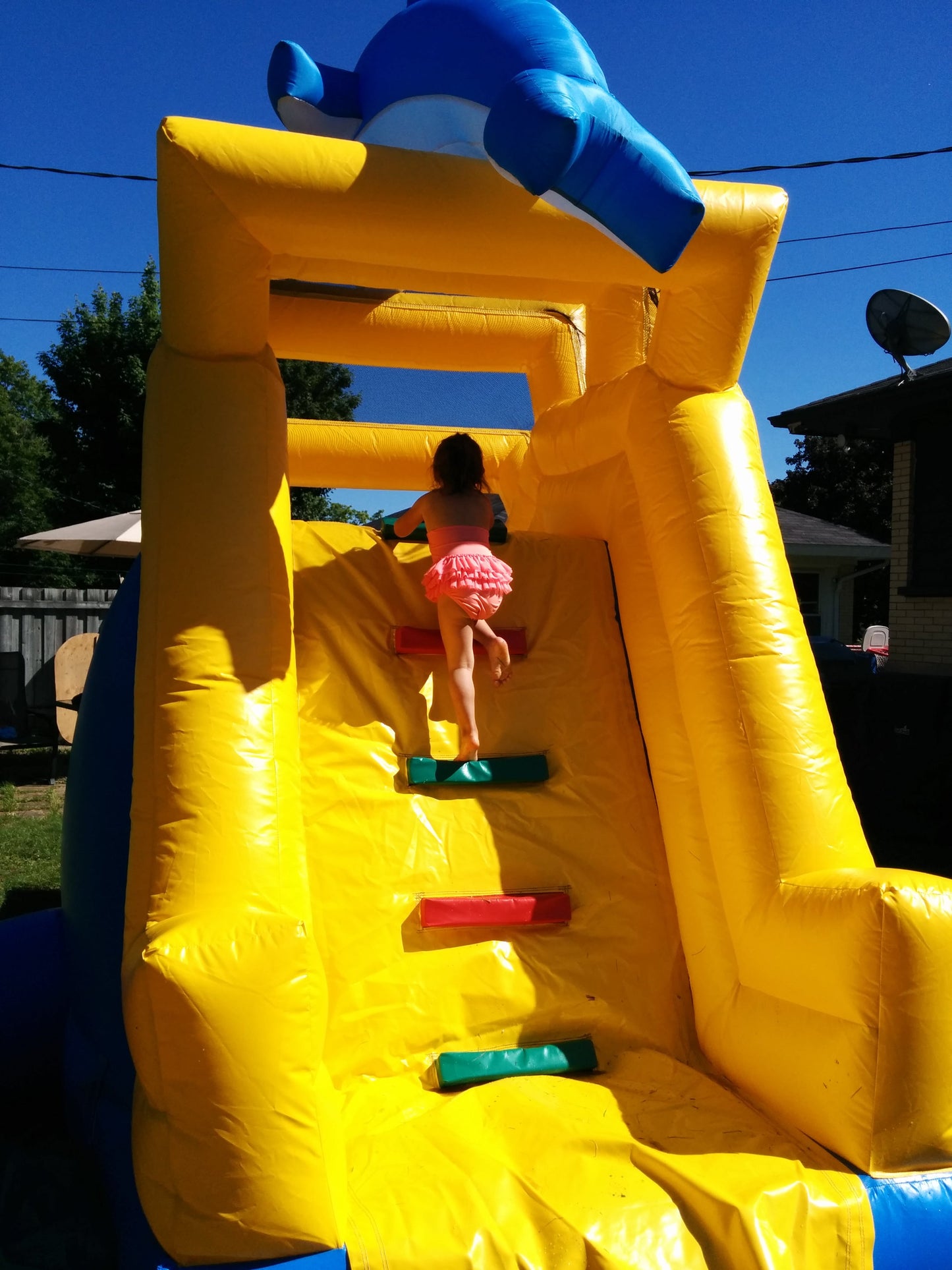 Petit Dauphin (à vendre, usagé)